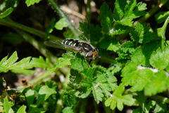 Austroscaeva melanostoma