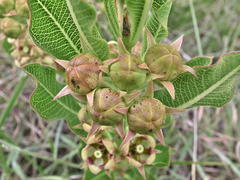 Pachycarpus dealbatus