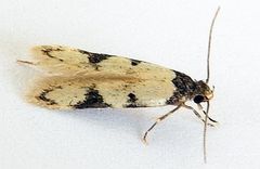 Taygete decemmaculella