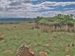 Pachycarpus dealbatus