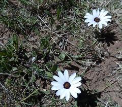 Dimorphotheca pluvialis