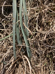 Albuca virens