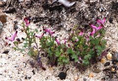 Fumaria muralis muralis