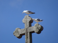Larus michahellis