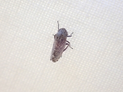 Bathysmatophorini