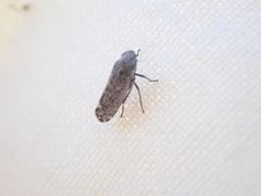 Bathysmatophorini