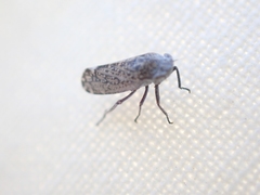 Bathysmatophorini