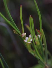 Centella macrocarpa