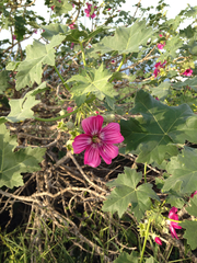 Malva assurgentiflora