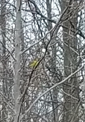 Setophaga palmarum hypochrysea