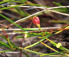 Centella macrocarpa
