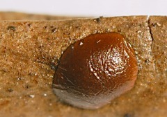 Dianema inconspicuum