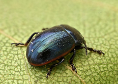 Chrysolina analis