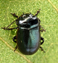 Chrysolina analis