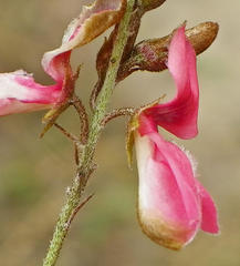 Indigofera hedyantha