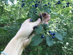 Symplocos paniculata