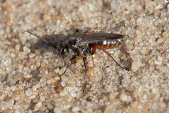Episyron rufipes
