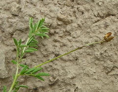 Indigofera hedyantha