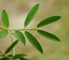Indigofera hedyantha