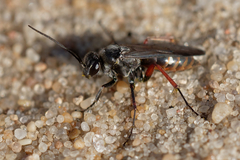 Episyron rufipes