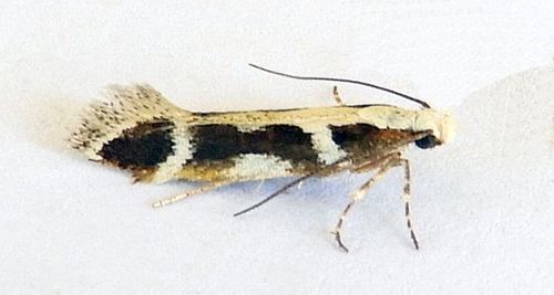 Aroga paulella photo 3