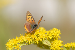 Lycaena phlaeas
