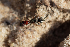 Alysson spinosus