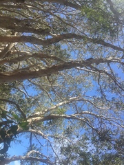 Eucalyptus racemosa