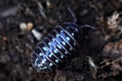 Armadillidium klugii