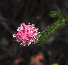 Serruria trilopha