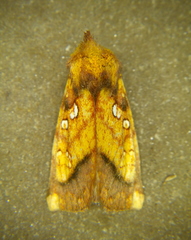 Papaipema harrisii