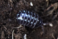 Armadillidium klugii