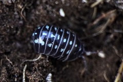 Armadillidium klugii