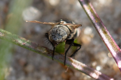 Erythrocera nigripes