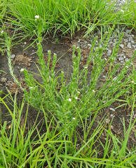 Lithospermum