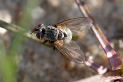 Erythrocera nigripes