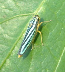 Poecilocarda cosmopolita