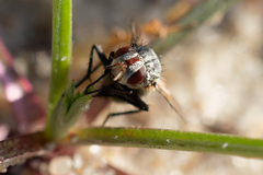 Erythrocera nigripes