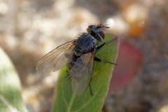 Erythrocera nigripes