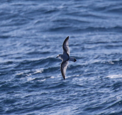 Pachyptila salvini