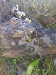 Lachenalia bolusii