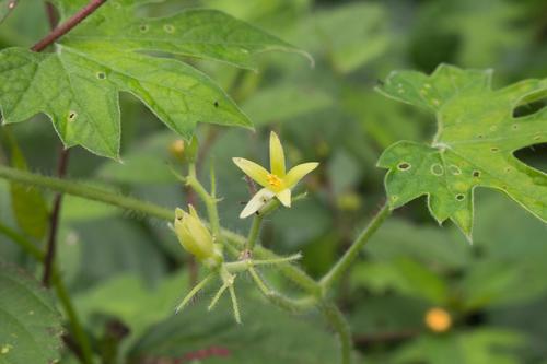 Gronovia scandens (Gronovia scandens)