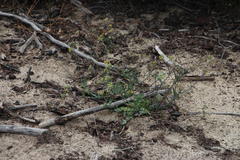 Gymnodiscus capillaris