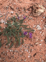 Astragalus zionis