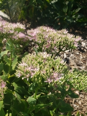 Anthophila