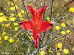 Alstroemeria ligtu ligtu