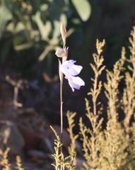 Gladiolus subcaeruleus