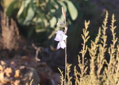 Gladiolus subcaeruleus