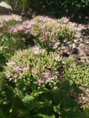 Anthophila