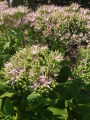 Anthophila